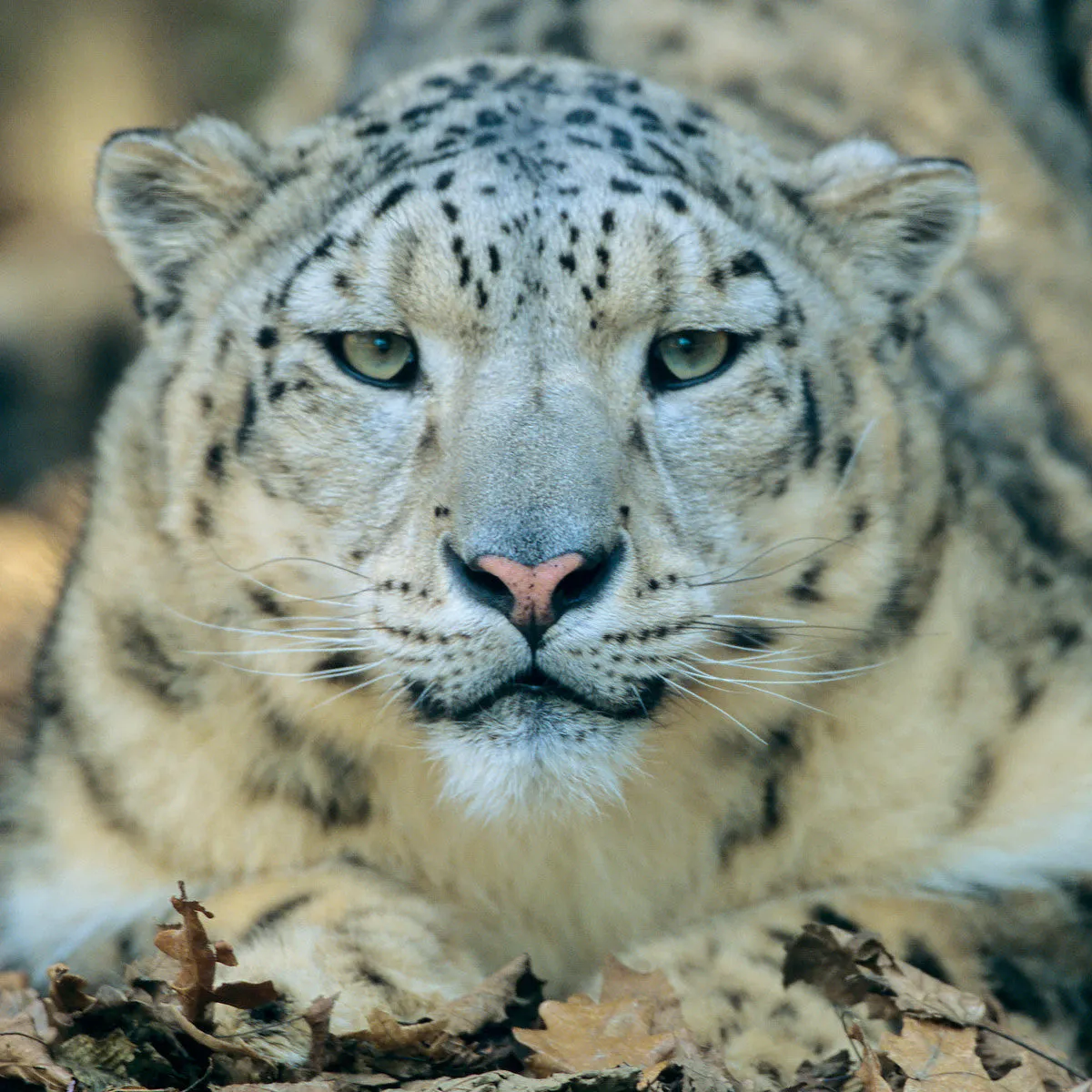 Snow leopard