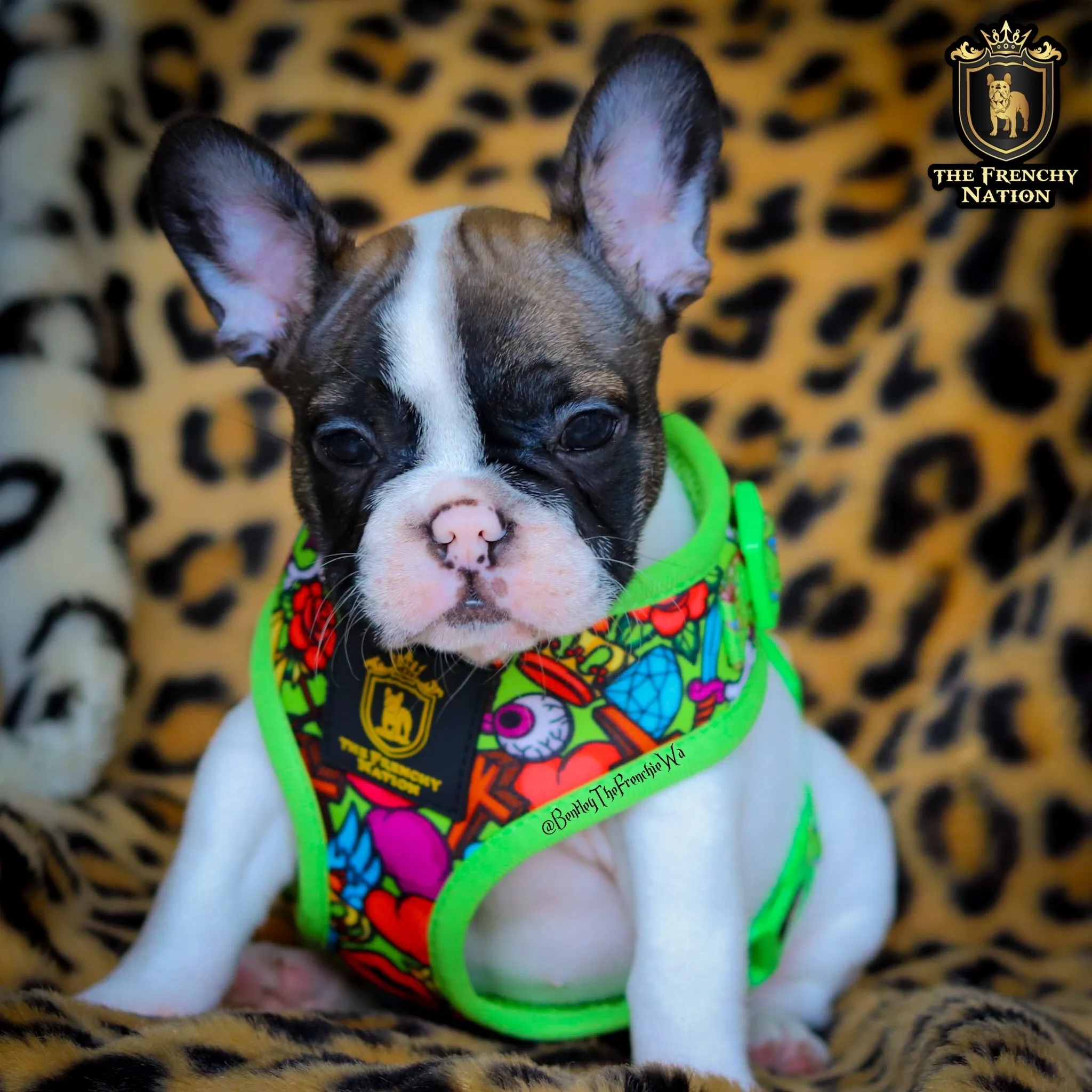 🔥NEW ARRIVAL 🔥 “HEARTBREAKER”😎👑💋💎🔥Puppy Adjustable Harness